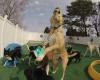 Rosie's Doggie Day Care & More