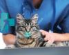 RxTRA CARE Pet Sitting & Services, LLC