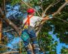 S H Tree Services