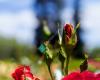 San Jose Municipal Rose Garden