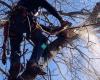 Schwan's Tree Care