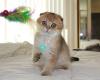 Scottish Fold Kittens