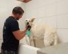 Scrubby Puppy Pet Wash & Salon