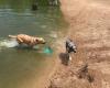 Shelby Farms Dog Park