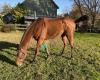 Shoreline Equestrian Center