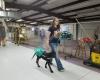 Standing Obeytion Dog Training