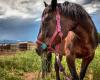 Standley Lake Stables