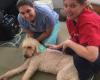 Sterling Impression Animal Rehabilitation Center of New England