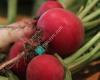 Sweet Beet Farm Stand