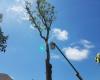 Tarheel Residential Tree Service