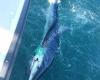 Teazer Sportfishing Charters