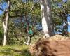 The Diamond Head Kukui Tree Grove
