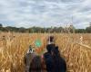 The Maryland Corn Maze