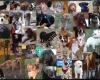The Tail Trail Dog Walkers
