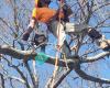 Thompson Tree Climbers