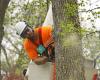 Timber Time Tree Service