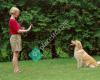 Top Dog Training