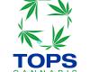 Tops Cannabis - Chino