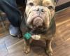 Veterinaire Pet Care