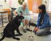 Vicky Ortiz Dog Training