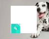 Wagging Tails Pet Resort