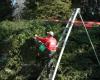 Weston Arborists