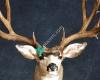 Wild West Wildlife Art Taxidermy Studio