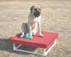 Willow Run Kennels