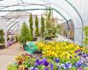 Winterland Nursery Inc